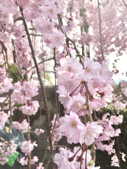 桜♪SAKURA♪